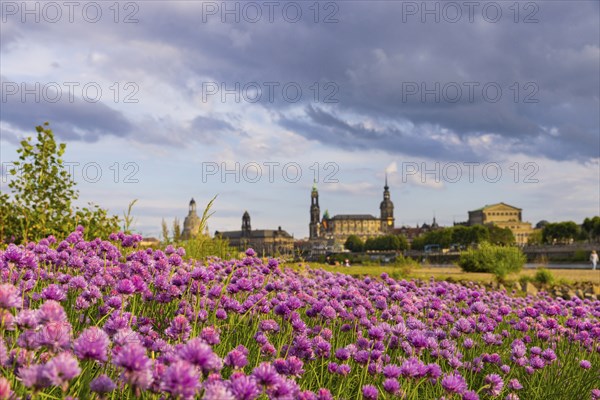 Flowering chives on the Elbe meadows in Dresden's Old Town with silhouette