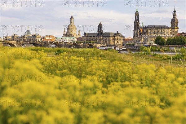 Flowering Elbe meadows in Dresden's Old Town with silhouette