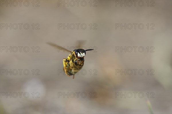 European beewolf (Philanthus triangulum), in flight, with captured bee, Bottrop, Ruhr area, North