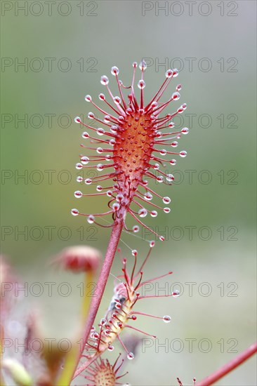 Oblong-leaved sundew (Drosera intermedia), close-up, Aschendorfer Obermoor nature reserve, Wildes