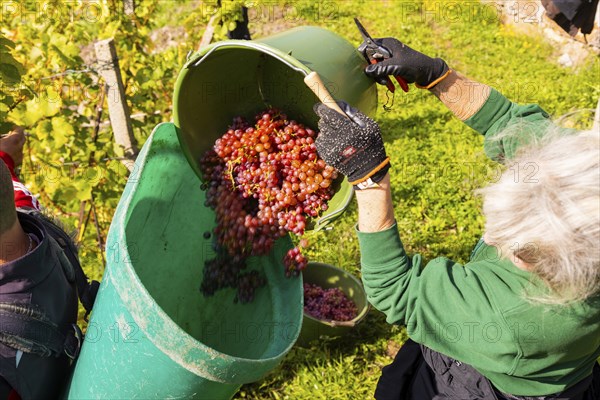 Saxon State Winery Schloss Wackerbarth invites the press to the grape grape harvest in the Goldener