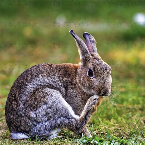 European rabbit (Oryctolagus cuniculus) in a meadow, St Mary's, Isles of Scilly, Cornwall, England,