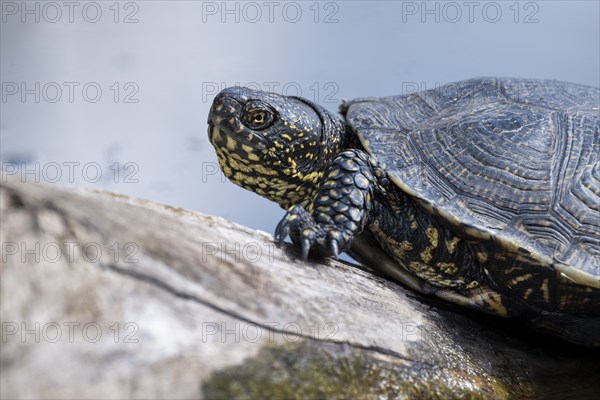 European pond turtle (Emys orbicularis), on a tree trunk, Germany, Europe