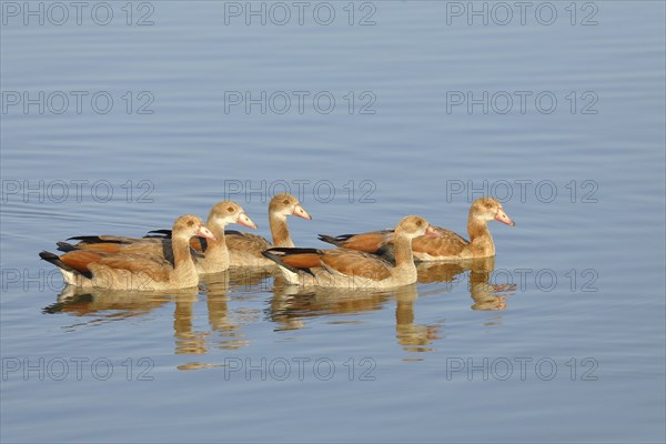 Egyptian Geese (Alopochen aegyptiaca), young birds swimming in shallow water, Altmühlsee,