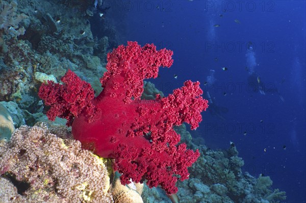 Klunzinger's tree coral (Dendronephthya klunzingeri), St. Johns Reef dive site, Red Sea, Egypt,