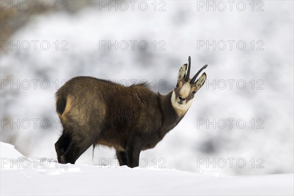 Chamois (Rupicapra rupicapra) buck in the snow in winter, Gran Paradiso National Park, Italian