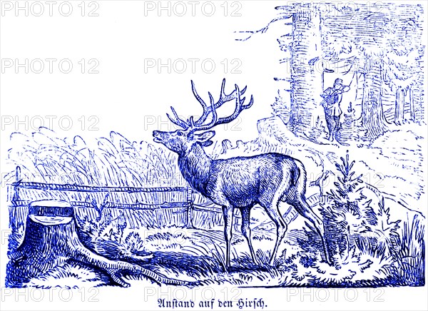 Decency on the stag, Hubertus hunting and hunting scenes, wild animals, hunter, rifle, antlers,