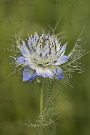 Love-in-a-mist (Nigella damascena), Emsland, Lower Saxony, Germany, Europe