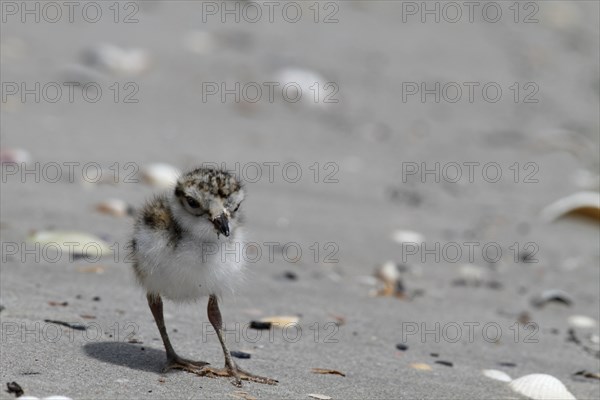 Little Ringed Plover (Charadrius hiaticula), young bird foraging on the beach, Lower Saxon Wadden