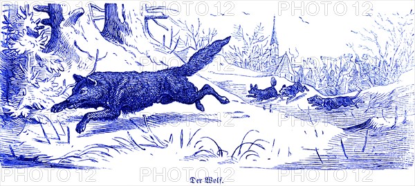 Gray wolf (Canis lupus), Hubertus hunting and hunting scenes, wild animals, landscape, village,