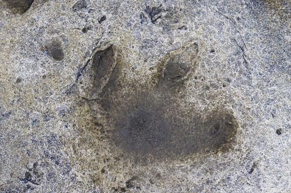 Ornithopod footprint in sandstone at the Lower Cretaceous dinosaur tracksite at Boltodden,