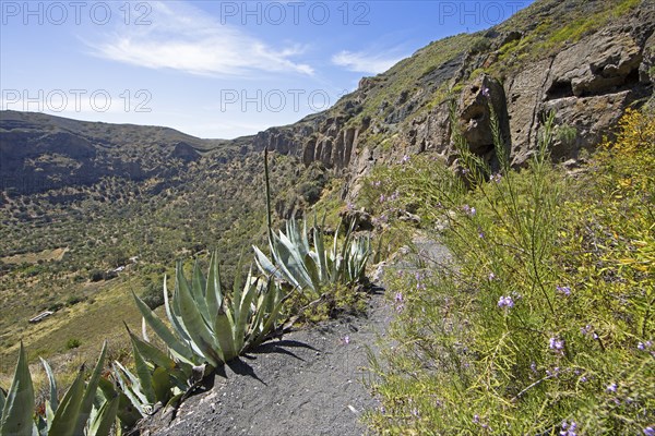 Camino Real or King's Path in the Caldera de Bandama in the Bandama Natural Park or Monumento