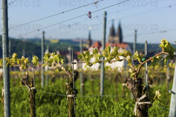 Proschwitz vineyard The Proschwitz vineyards were owned by the Bishops of Meissen from the middle