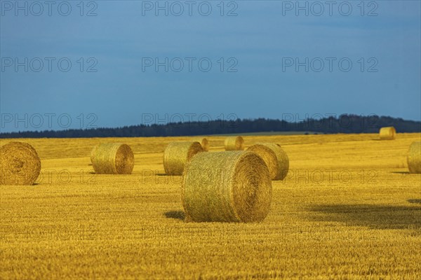 Harvested grain forest in the Ore Mountains near Oederan