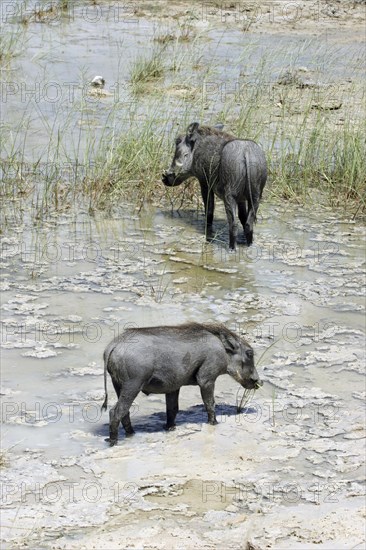 Two common warthogs (Phacochoerus africanus) foraging in mud on lake shore, Etosha National Park,