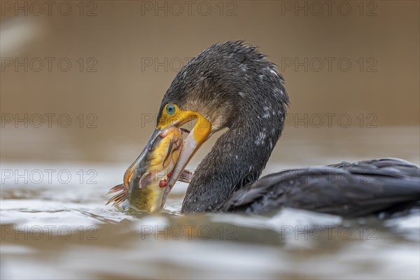Great cormorant (Phalacrocorax carbo) with catfish as prey, hunting, fishing, making prey,