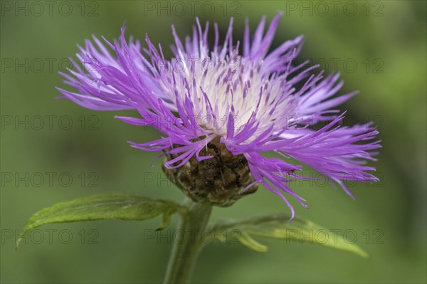 Psephellus dealbatus (Centaurea dealbata), flower, Baden-Württemberg, Germany, Europe