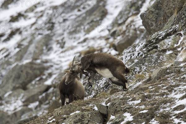 Two young Alpine ibex (Capra ibex) males fighting on mountain slope during the rut in winter, Gran