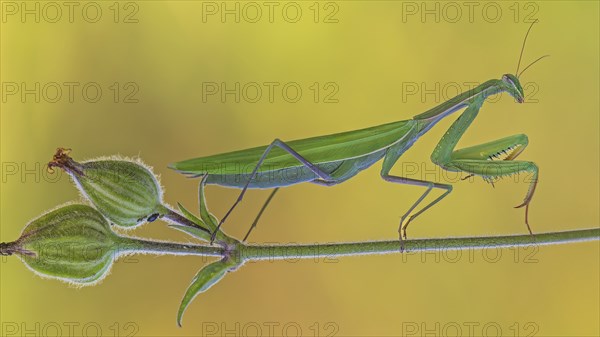 European mantis (Mantis religiosa) female, green variant, lying in wait, Bisophere Reserve