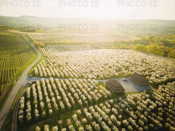 Blooming apple orchards in Wittgensdorf