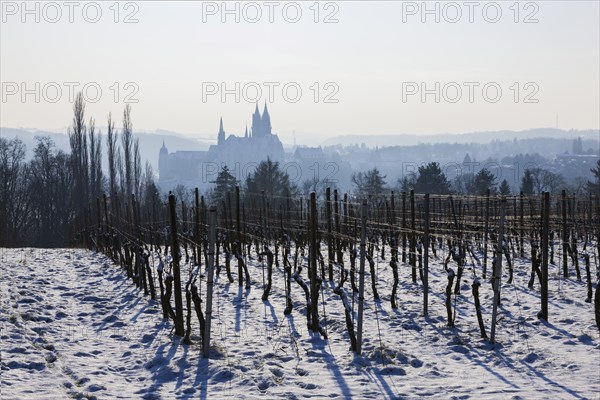View of Meissen from the Proschwitz Winery