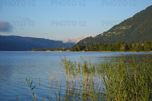 Lake shore, reeds, sunrise, summer, Steindorf am Lake Ossiach, Lake Ossiach, Carinthia, Austria,