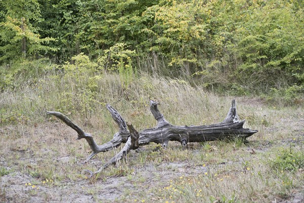 Deadwood, tree trunk, Terschelling, Netherlands