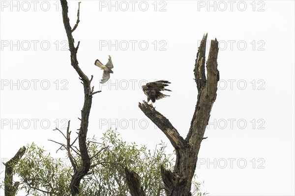 Common kestrel (Falco tinnunculus) attacks steppe buzzard (Buteo buteo), Hesse, Germany, Europe