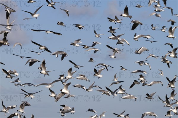 Black-headed Black-headed Gull (Chroicocephalus ridibundus), predation defence, breeding colony in