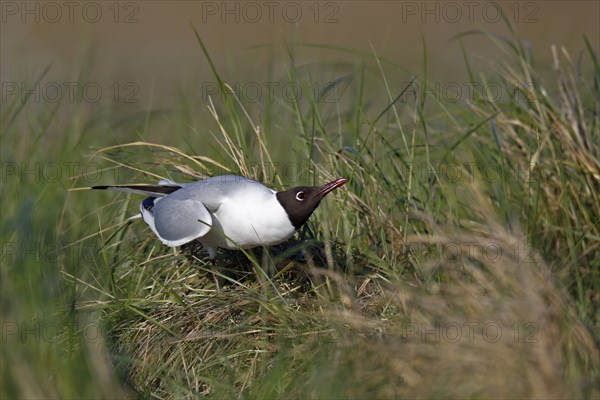 Black-headed Black-headed Gull (Chroicocephalus ridibundus), individual mating in the breeding