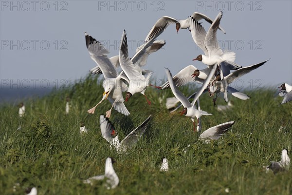 Black-headed Black-headed Gull (Chroicocephalus ridibundus), predation defence, collective defence