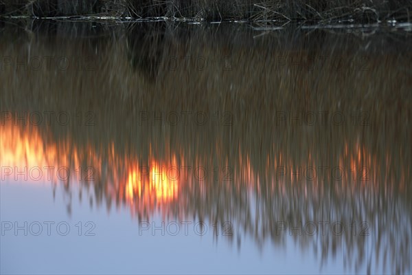 Reeds against the light at sunset with reflection in the water, Flusslandschaft Peenetal nature