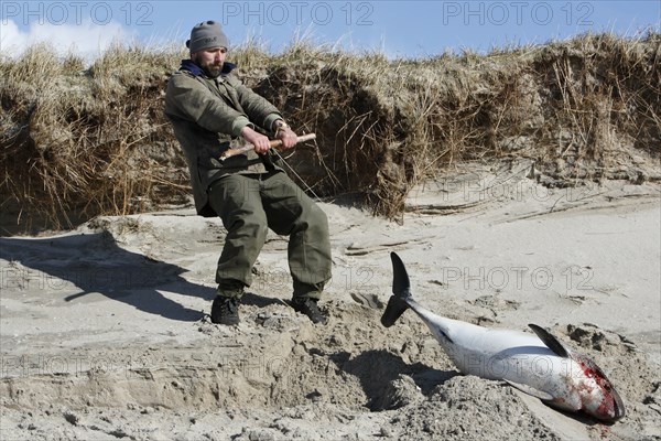Harbour porpoise (Phocoena phocoena), dead find on the beach, recovery of a dead find, disease