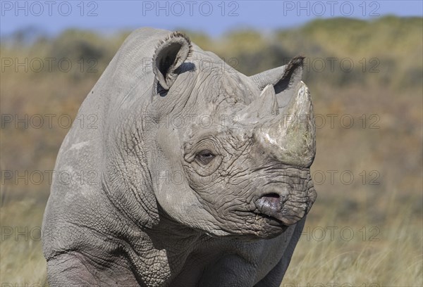 Eastern black rhinoceros, East African black rhinoceros, eastern hook-lipped rhinoceros (Diceros