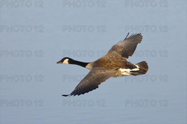 Canada Goose (Branta canadensis), in flight, Gunzenhausen, Altmühlsee, Franconian Lake District,