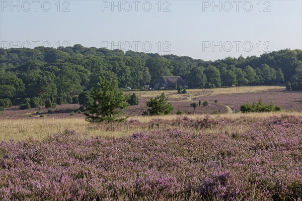 Heathland landscape and hiking trail during the heath blossom in the Lüneburg Heath nature reserve.