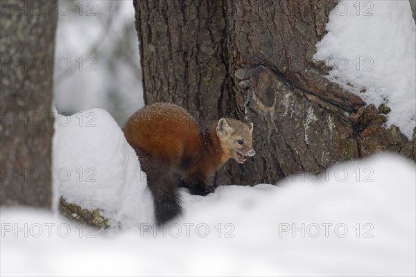 American marten (Martes americana), in the snow, on the ground, Ontario, Canada, North America