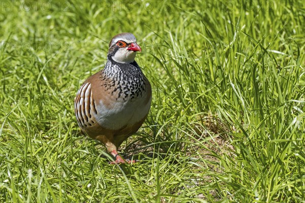 Red-legged partridge (Alectoris rufa), French partridge foraging in high grass in meadow, grassland