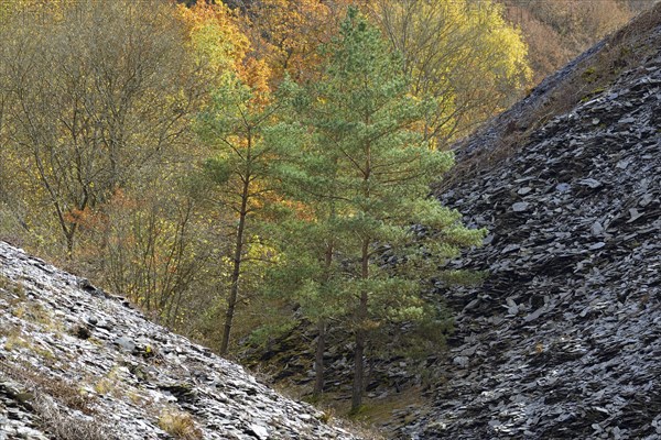 Mixed forest, pines (Pinus) and deciduous trees with autumn leaves between slate dumps, Eastern
