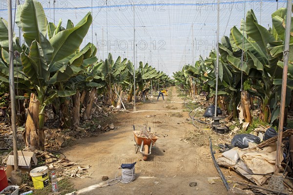 Banana plantation, Galdar, Las Palmas Province, Gran Canaria, Canary Islands, Spain, Europe
