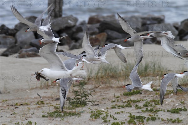 Common Tern (Sterna hirundo), joint predation defence in the colony, european herring gull (Larus