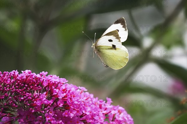 Cabbage butterfly (Pieris brassicae), flying, approaching flower of butterfly-bush (Buddleja