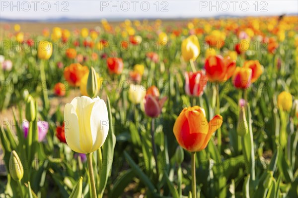 A tulip field near Oberhäslich in the Osterzgebirge, here you can pay with a cash register of your