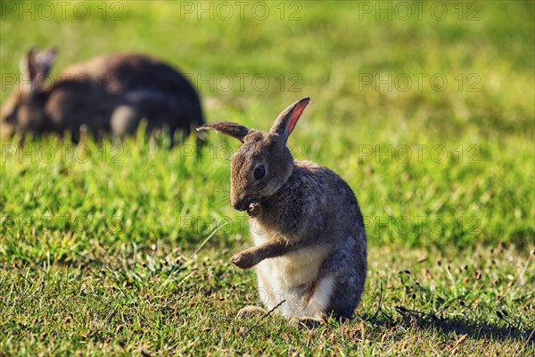 European rabbit (Oryctolagus cuniculus) in a meadow, St Mary's, Isles of Scilly, Cornwall, England,