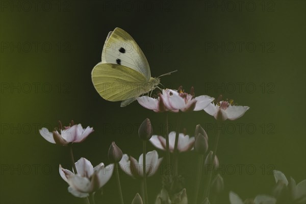 Small white (Pieris rapae) sitting on flower of flowering rush (Butomus umbellatus), Hesse,