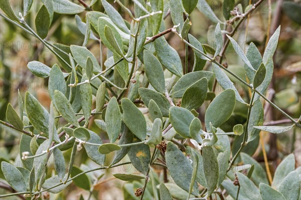 Jojoba (Simmondsia chinensis), goat nut, deer nut, pignut, wild hazel, quinine nut close-up of