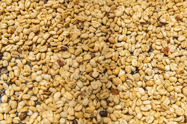 Coffee beans, Coffee farm Hacienda Venecia, Zona Cafetera, Colombia, South America