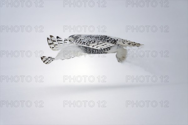 Female Snowy Owl (Nyctea scandiaca) (Syn. Bubo scandiaca) in flight, shortly after take-off, snow