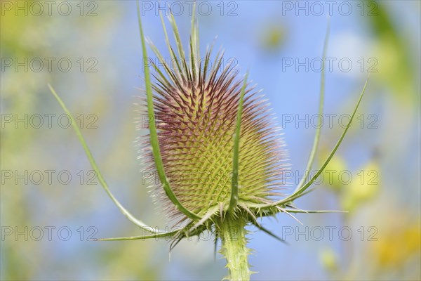 Wild teasel (Dipsacus fullonum), inflorescence in front of flowering, North Rhine-Westphalia,