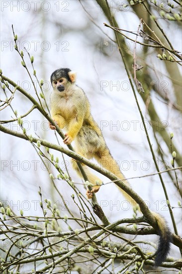 Black-capped squirrel monkey (Saimiri boliviensis) in a tree, Bavaria, Germany, Europe